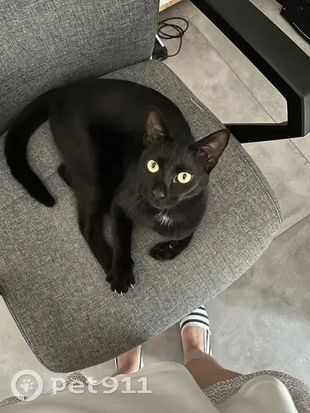 Chatte noire perdue à Balaruc-les-Bains - photo