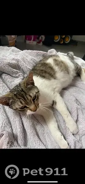 Chatte douce perdue à Bompas en août - photo