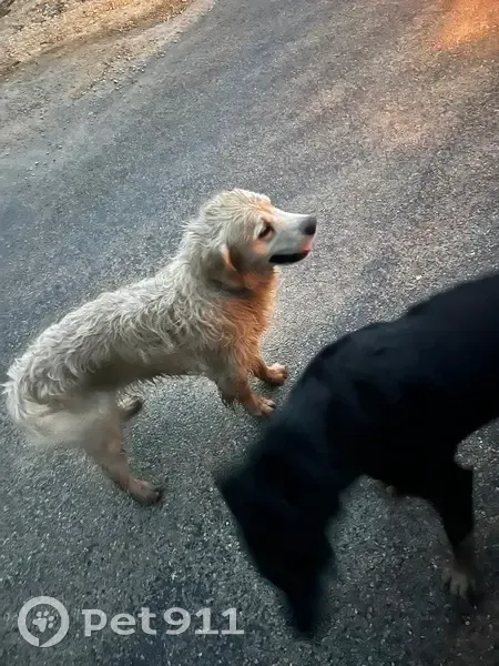 Chiens trouvés Route de Châteauneuf - photo