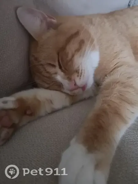 Chat roux perdu à Hautot-sur-Seine - photo