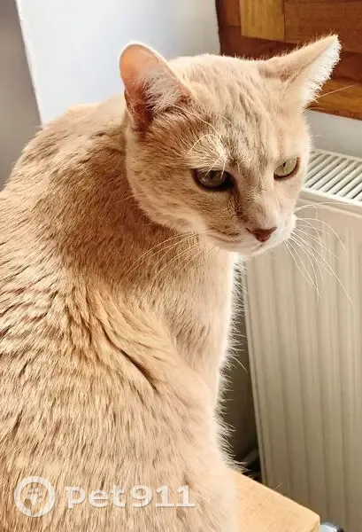 Chat mâle sable perdu à Moirans - photo