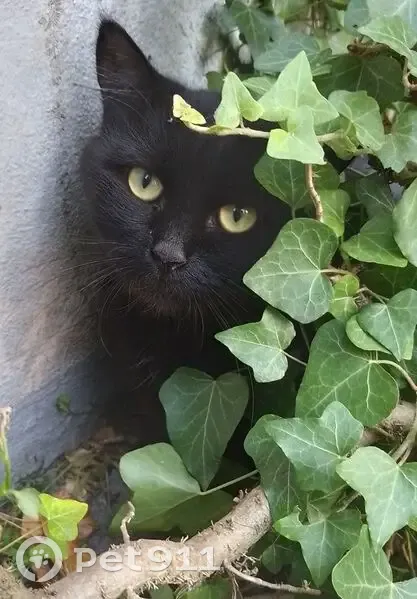 Chat noir trouvé, poils mi-longs, Arras - photo