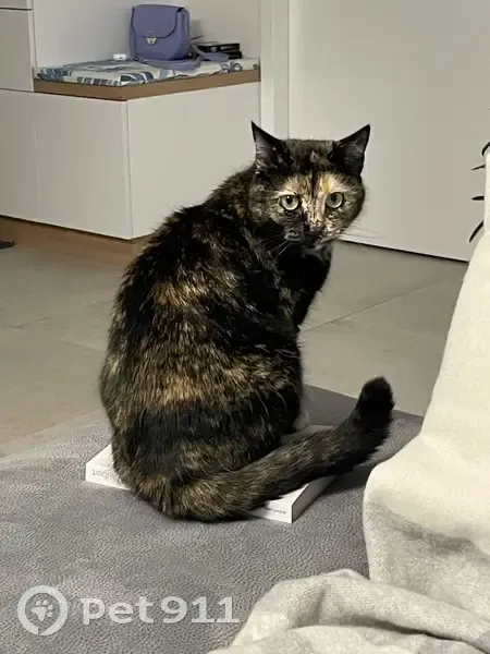 Chat perdue : Sakura, écaille de tortue - photo