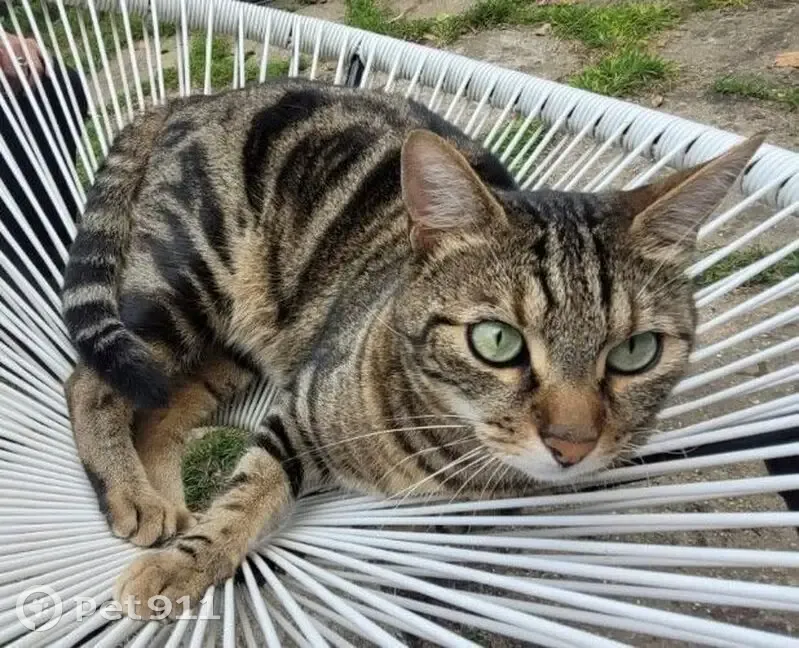 Chat perdu : Skippy, Vincennes, 15 août - photo