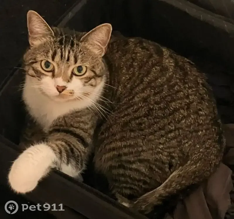 Chatte perdue : Litchie, 5 ans, Échirolles - photo