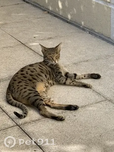 Chatte tigrée perdue à Valence - photo