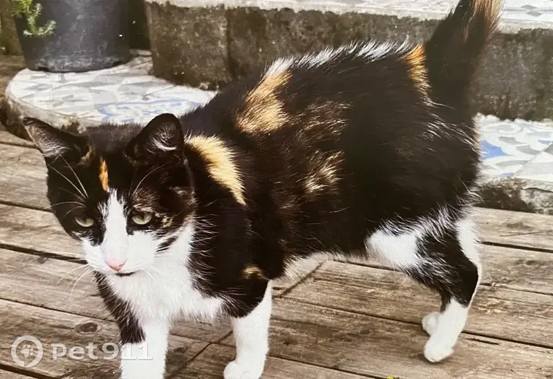 Chatte perdue Mitsi, petite et câline - photo