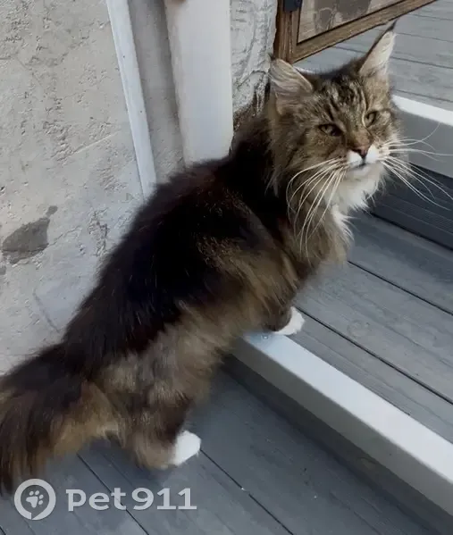 Chatte norvégienne perdue à Domène - photo