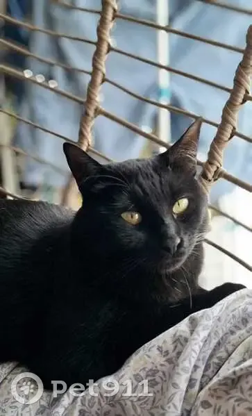 Chat noir perdu, mâle, Rue des Cèdres - photo
