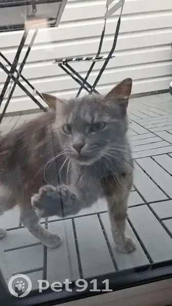 Chat gris maigre trouvé à Mouvaux - photo
