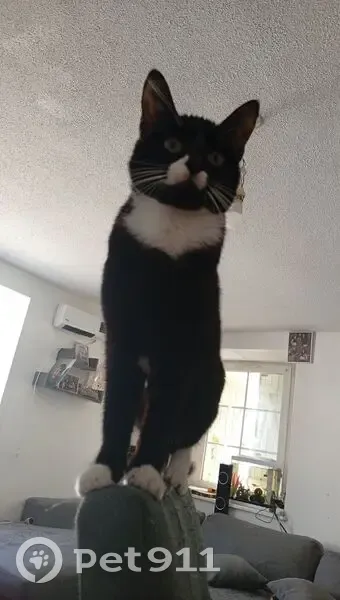 Chatte noire et blanche perdue à Blâmont - photo