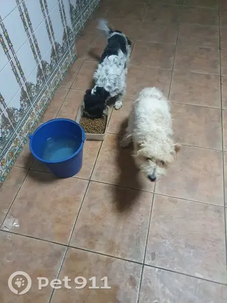 Dos perras halladas en El Burrueco, CLM - photo