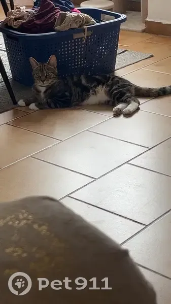 Chat perdu à Lomme : collier gris, ventre blanc - photo