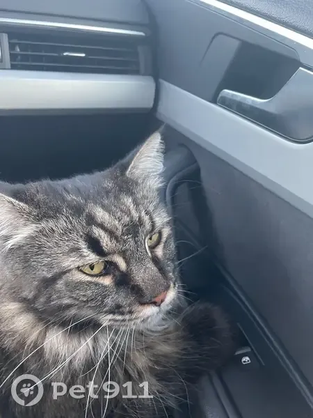 Chatte perdue à Courçais, très craintive - photo
