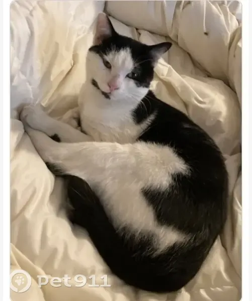 Chat perdu: tache noire sous le menton - photo