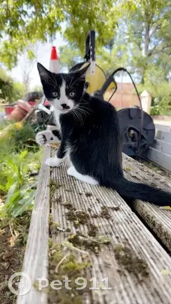 Chaton perdu noir et blanc à Bourg-Lastic - photo