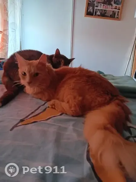 Chat roux perdu, craintif, Bourges - photo