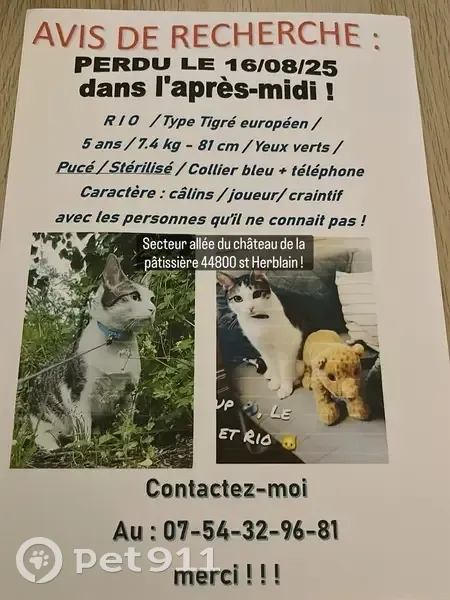 Chat tigré perdu à Saint-Herblain - photo