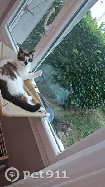 Chat perdu Allée des Jeux, Oullins - photo