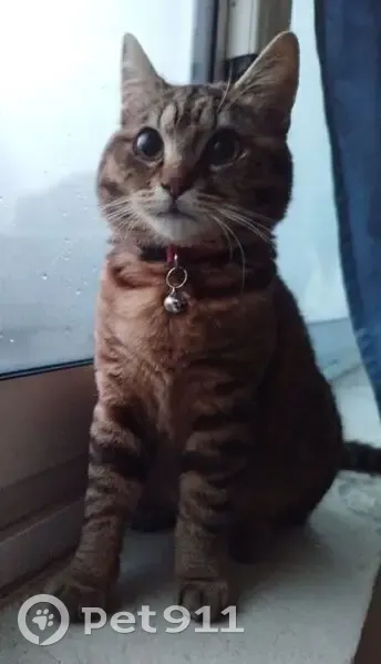 Chat tigré perdu, craintif à Bordeaux - photo