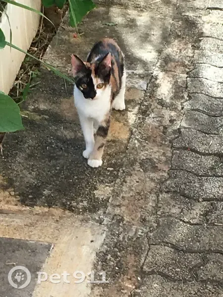 Chatte calicot 4 ans perdue à Beaupont - photo