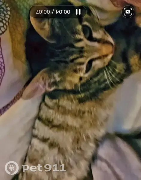 Chaton tigré perdu, Gardanne - photo