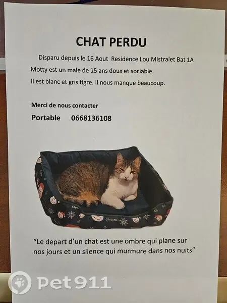 Chat perdu à Fréjus, blanc et gris tigre - photo