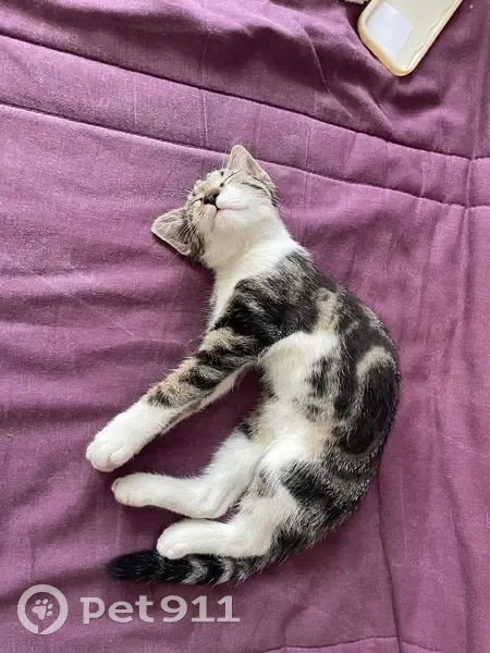 Chaton câlin trouvé Rue du Brandon - photo