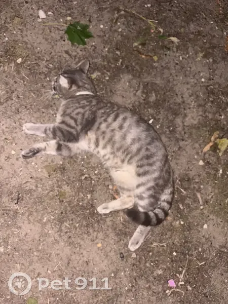 Chat trouvée Résidence Clos St-Pierre - photo