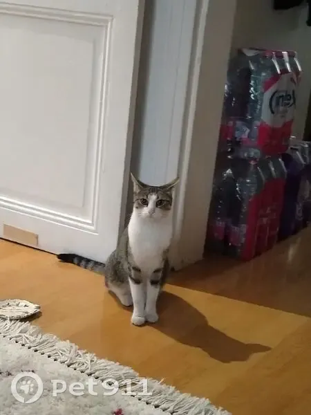 Chatte grise et blanche trouvée à Bagnolet - photo