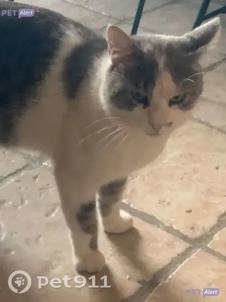 Chat gris-blanc trouvé, tâche museau droit - photo