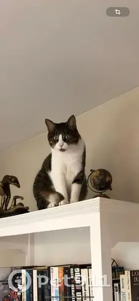 Chat mâle tigré et blanc perdu à Conflans - photo