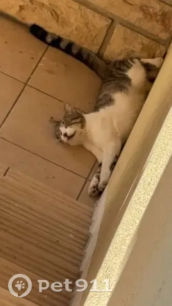 Chat perdu à Caluire-et-Cuire - photo