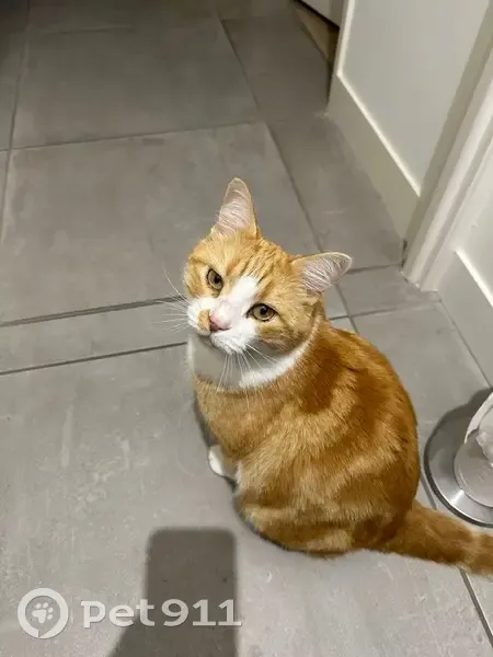 Chat mâle roux et blanc perdu à Saint-André - photo