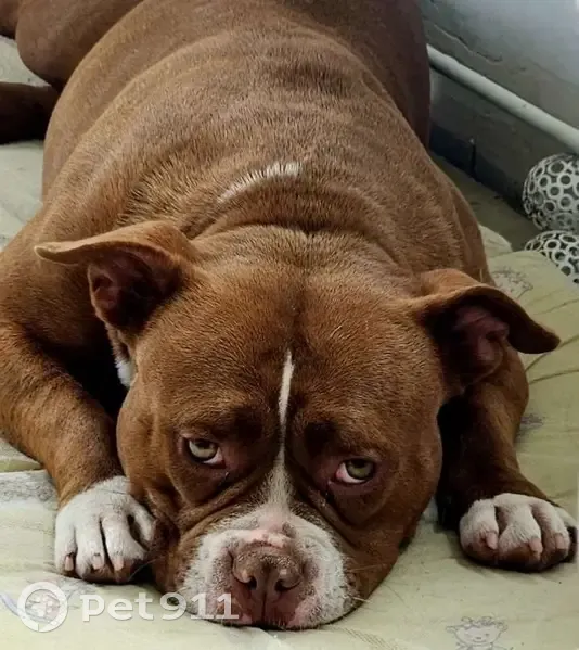 Chien perdu : Valka, American Bully, Dompierre - photo