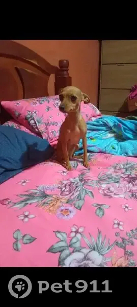 Cachorro perdido Fêmea (brl001386) - photo