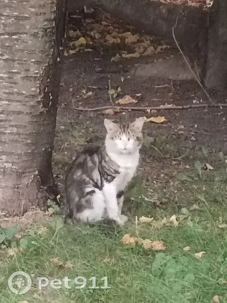 Chat tigré errant à Saint-Denis - photo