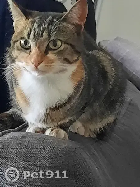 Chat domestiqué trouvé à Creil, non pucé - photo