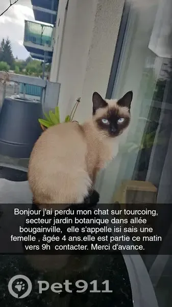 Chat siamois perdu à Tourcoing - photo