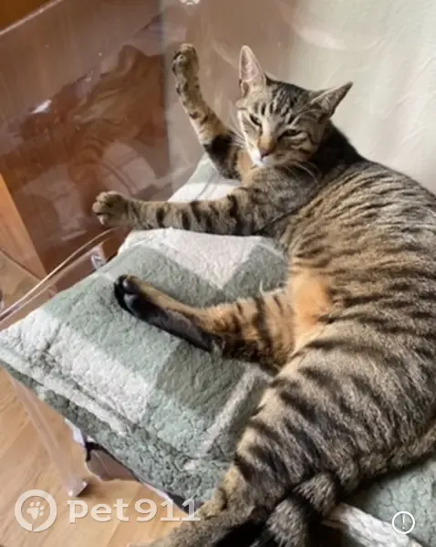 Chat mâle tigré perdu à Angers - photo