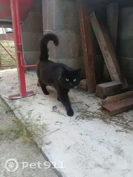 Chat noir sociable trouvé à St-Trivier - photo