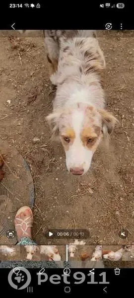 Chienne blessée perdue à Machecoul : Aidez-nous - photo