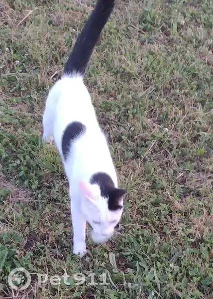 Chat blanc tacheté perdu à La Plaine-sur-Mer - photo