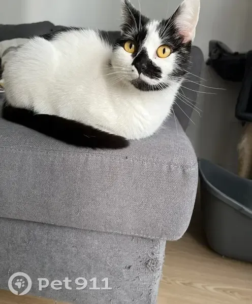 Chatte blanche perdue, tache noire à la bouche - photo