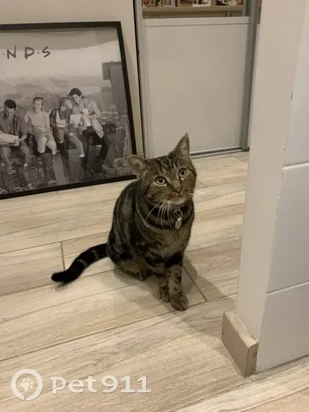 Chat Européen tigré perdu à Toulon - photo