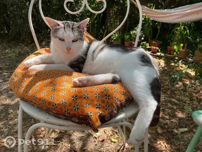 Jeune chatte trouvée à Grand-Corent - photo