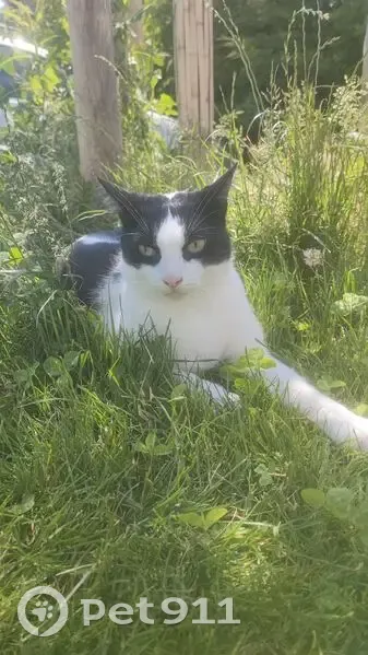 Chat perdu : noir/blanc, collier rose, Aubagne - photo