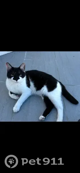 Chatte perdue à Muret : Valkyrie  - photo