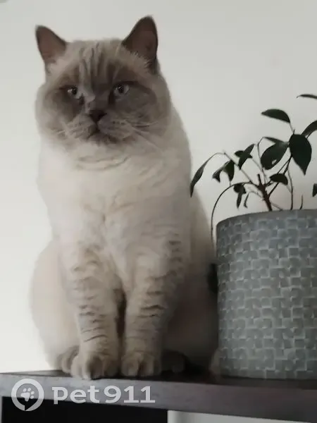 Chat perdu : Scottish Straight blanc cassé, Tours - photo