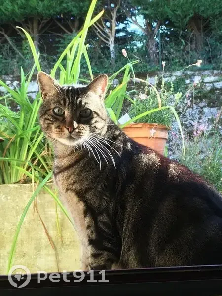 Chat européen tigré perdu à Sellières - photo